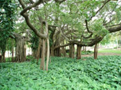 Fig Tree