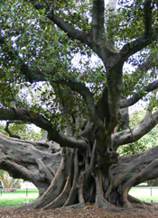 Fig Tree