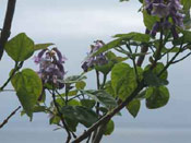 Foxglove Tree