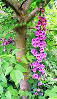 Tree Image, Foxglove Tree Blooms Photograph