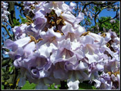 Fox Glove Tree Bloom