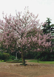 Fox Glove Tree Pic