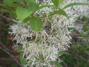 Fringe Tree