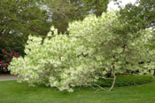 Fringe Tree Pic