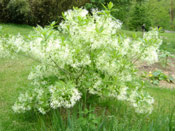 Fringe Tree Picture