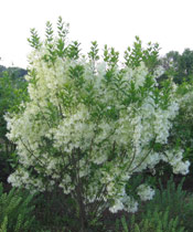 Fringe Tree Picture