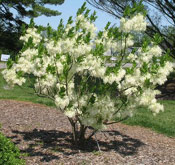 Fringe Tree Photograph