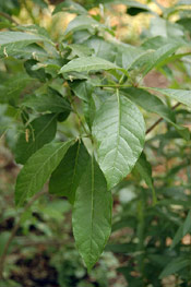 Fringe Tree Leaves