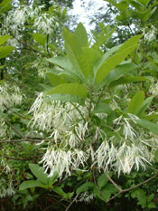 Fringe Tree