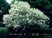 Fringe Tree