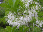 Fringe Tree Photo