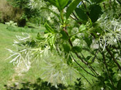 Fringe Tree Image