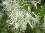 Fringe Tree Leaves