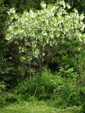 Fringe Tree Photo