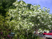 Fringe Tree Photo