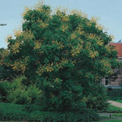 Golden Rain Tree