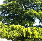 Giant Cypress Tree