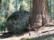 Giant Sequoia Tree