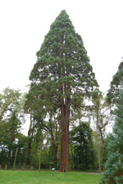 Giant Sequoia Tree