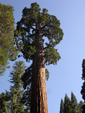 Giant Sequoia Tree