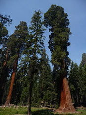 Giant Sequoia Tree