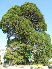 Giant Sequoia Picture