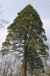 Giant Tree