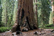 Giant Tree Trunk