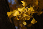 Ginkgo Biloba Leaves