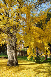 Ginkgo Biloba Picture