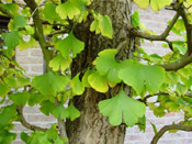 Ginkgo Biloba