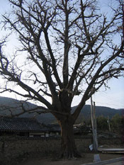Ginkgo Biloba Tree