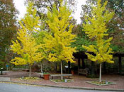 Ginkgo Bilobas