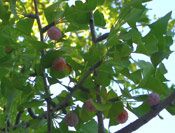 Ginkgo Biloba Tree Photograph