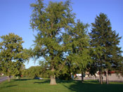 Ginkgo Biloba Tree Photo