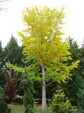 Ginkgo Biloba Tree