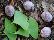 Ginkgo Biloba Leaves