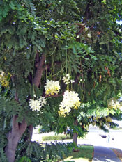 Golden Rain Tree