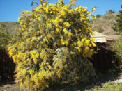 Golden Rain Tree