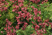 Golden Rain Tree Picture