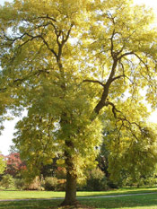 Golden Ash Tree