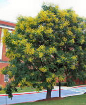 Golden Rain Tree Photo