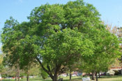 Golden Rain Tree Image