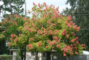 Golden Rain Tree