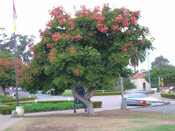 Golden Rain Tree Photo