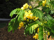 Golden Rain Tree Pic