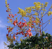 Golden Rain Tree Photograph