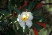 Gordonia Tree Photo