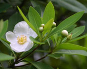 Gordonia Flowers