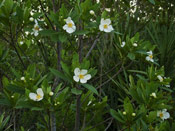 Gordonia Tree